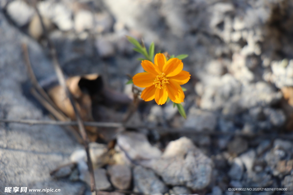 石缝中的小花