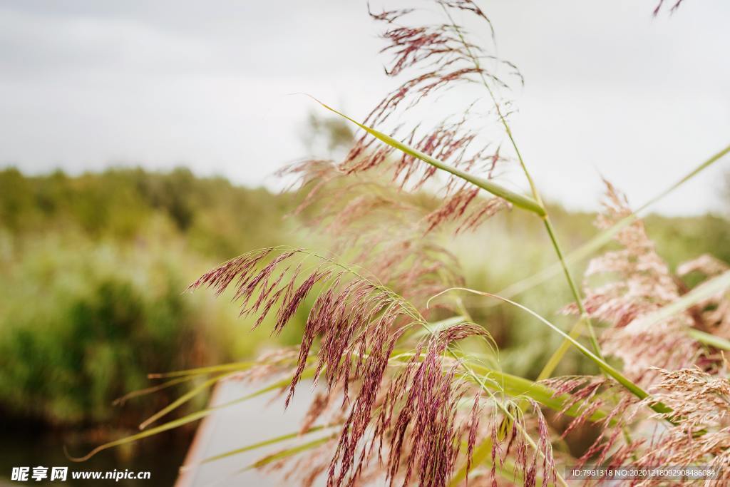 芦苇