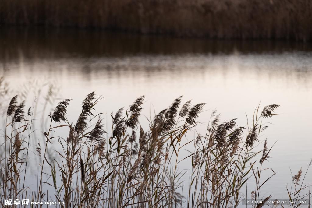 芦苇