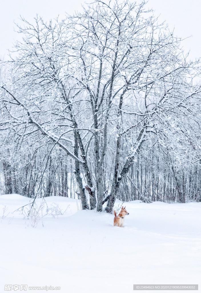 雪景