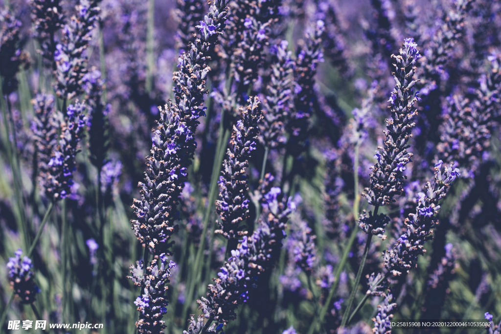 紫色薰衣草
