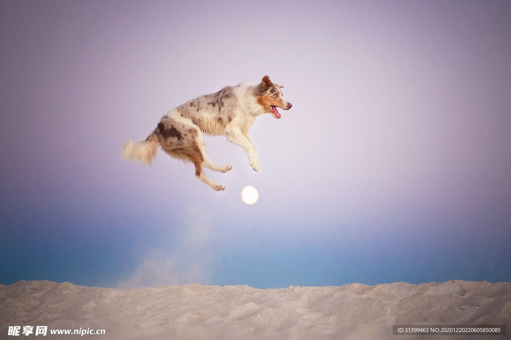 动物 宠物 狗 猫