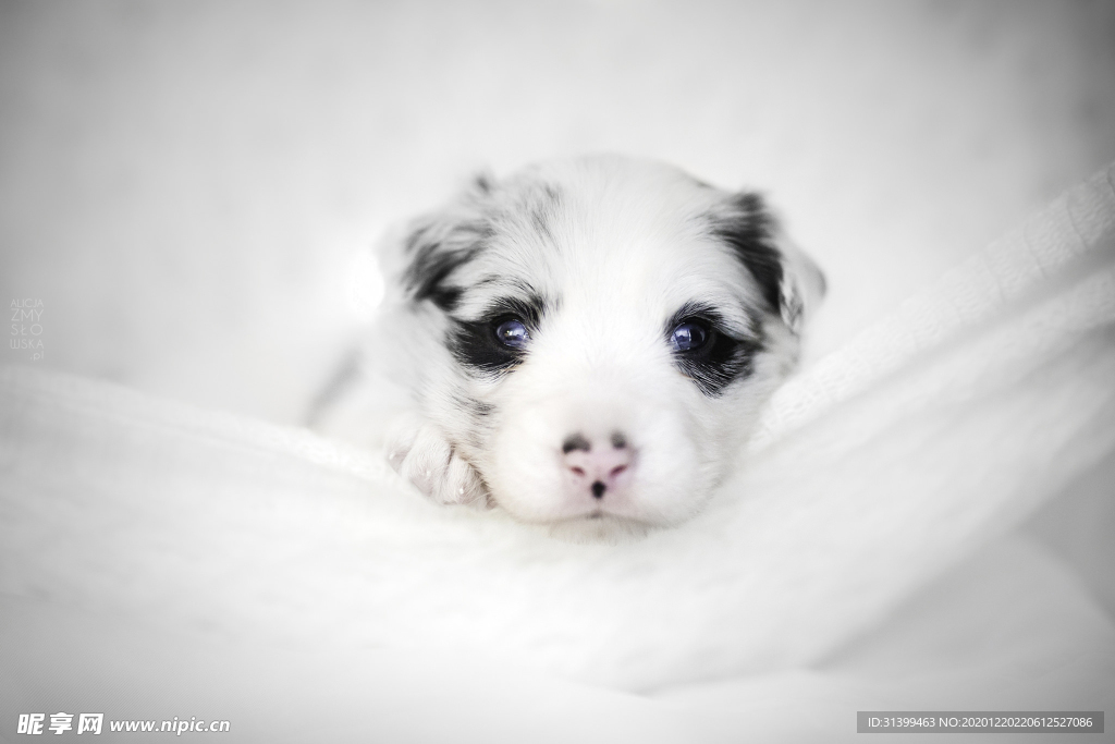 动物 宠物 狗 猫