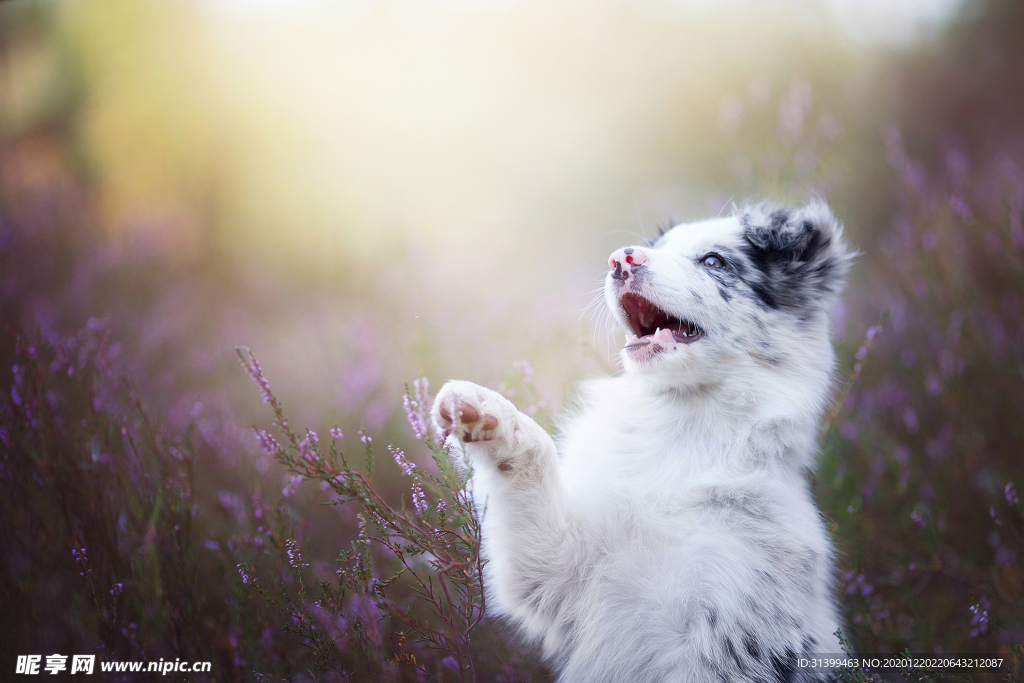 动物 宠物 狗 猫