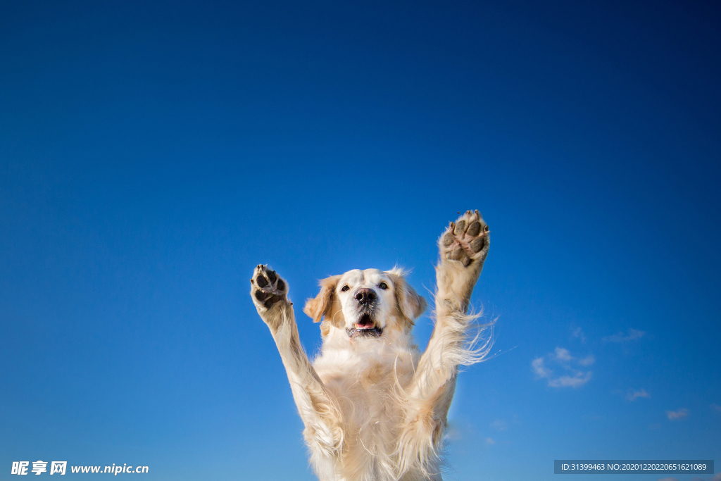 动物 宠物 狗 猫