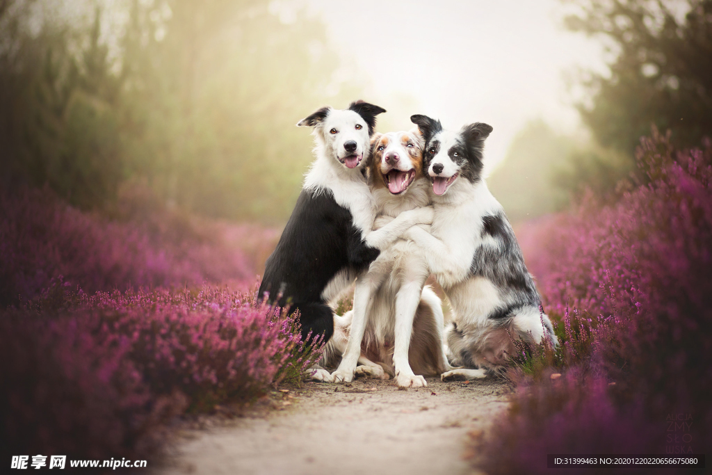 动物 宠物 狗 猫