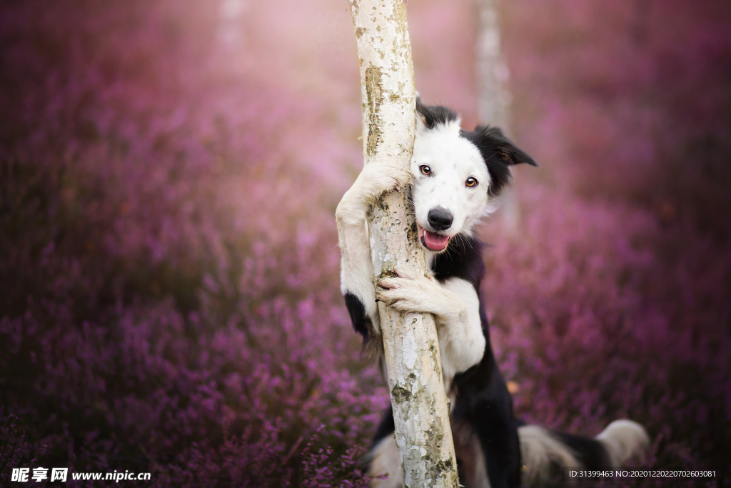 动物 宠物 狗 猫