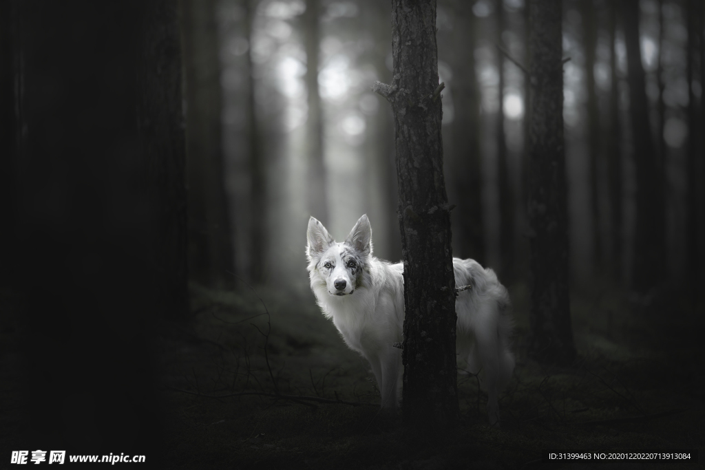 动物 宠物 狗 猫