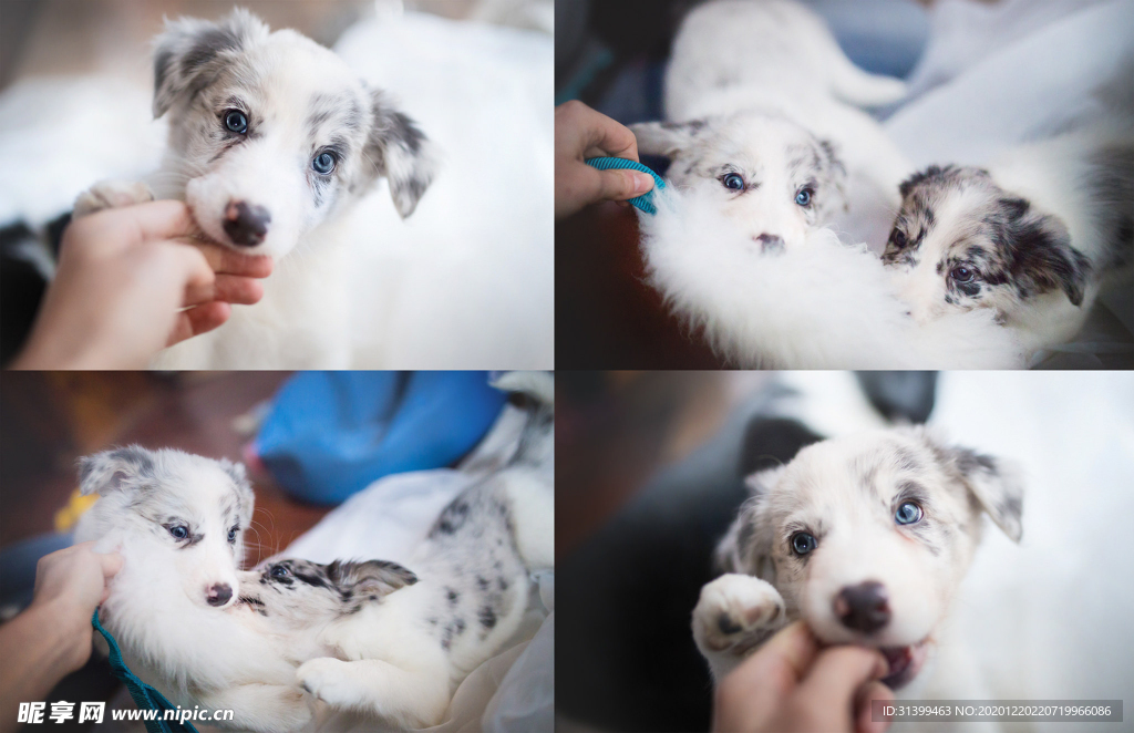 动物 宠物 狗 猫