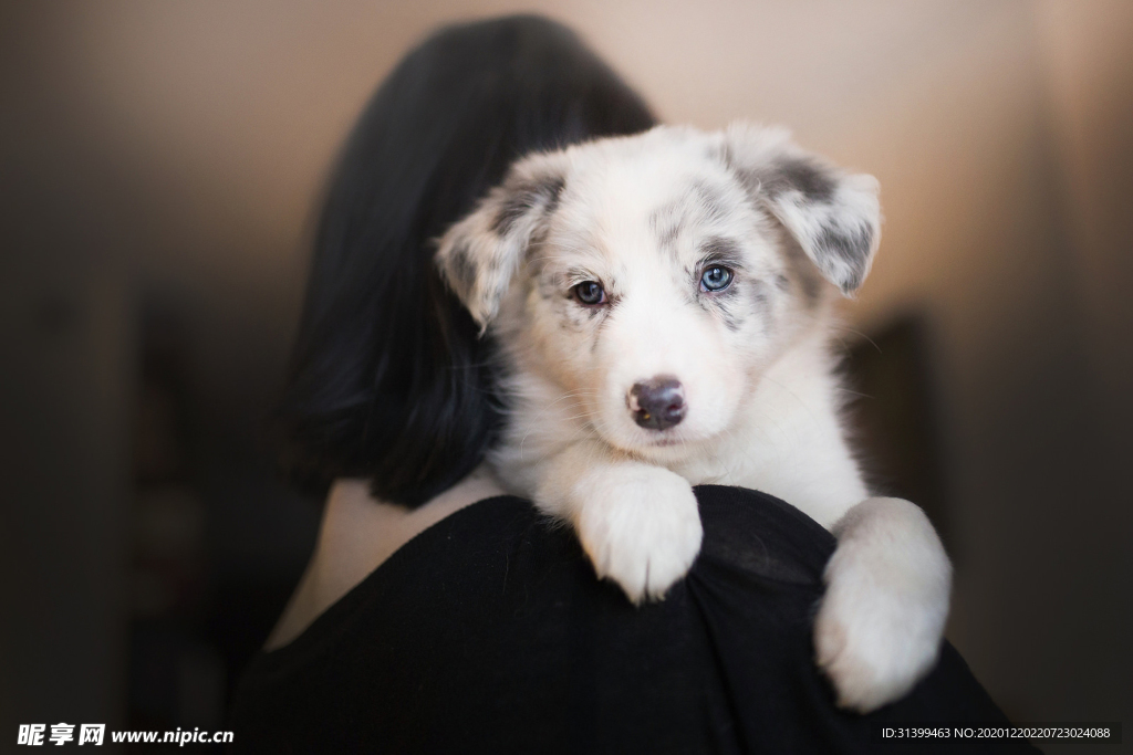 动物 宠物 狗 猫