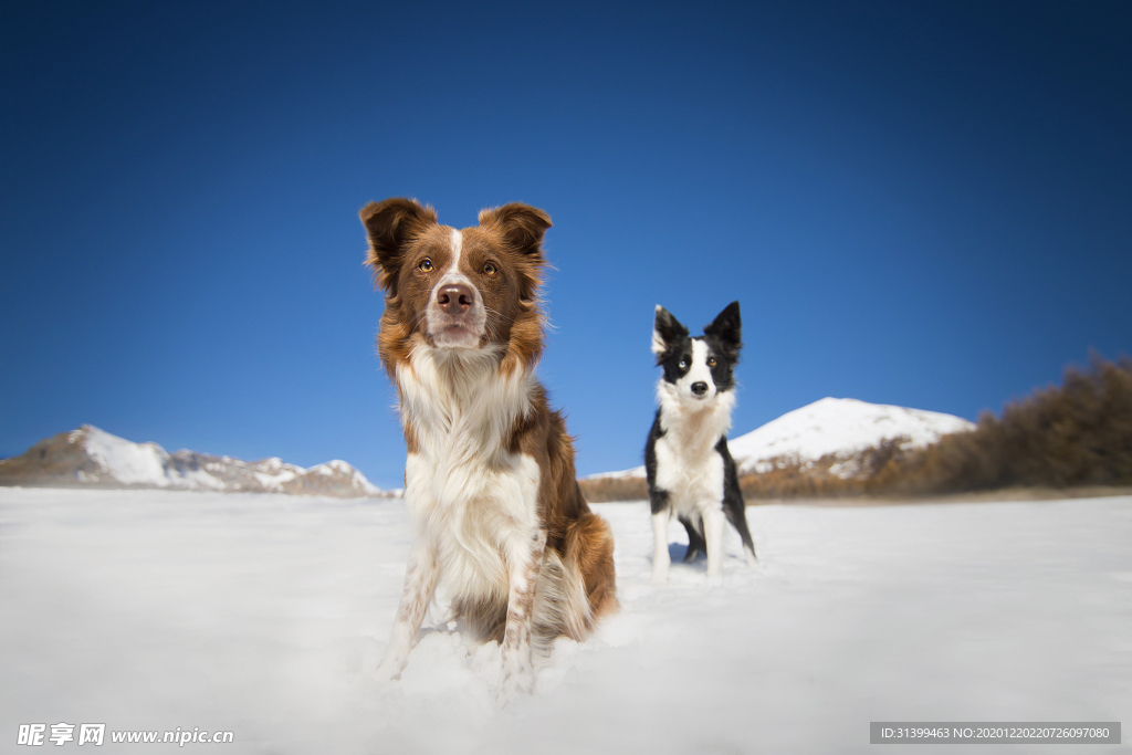 动物 宠物 狗 猫