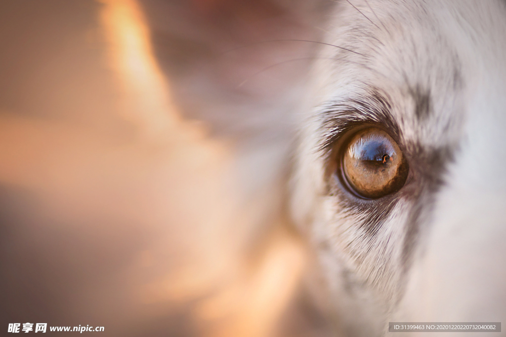 动物 宠物 狗 猫