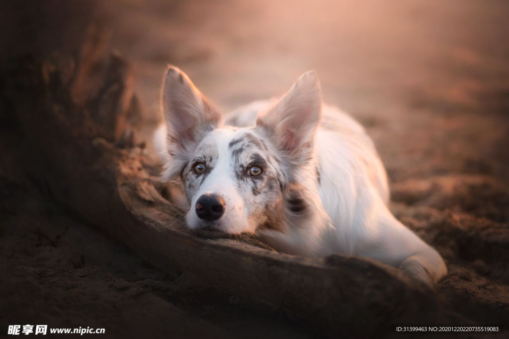 动物 宠物 狗 猫