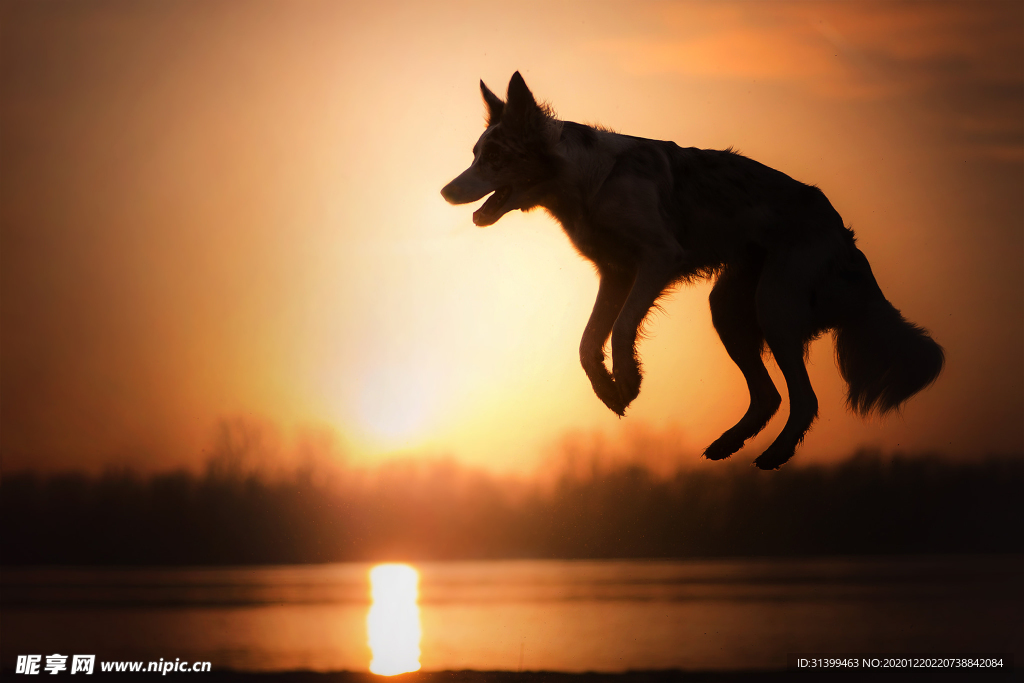 动物 宠物 狗 猫