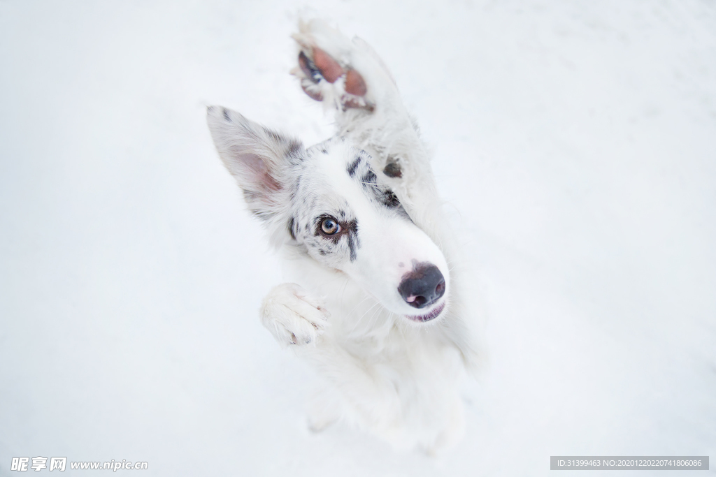 动物 宠物 狗 猫