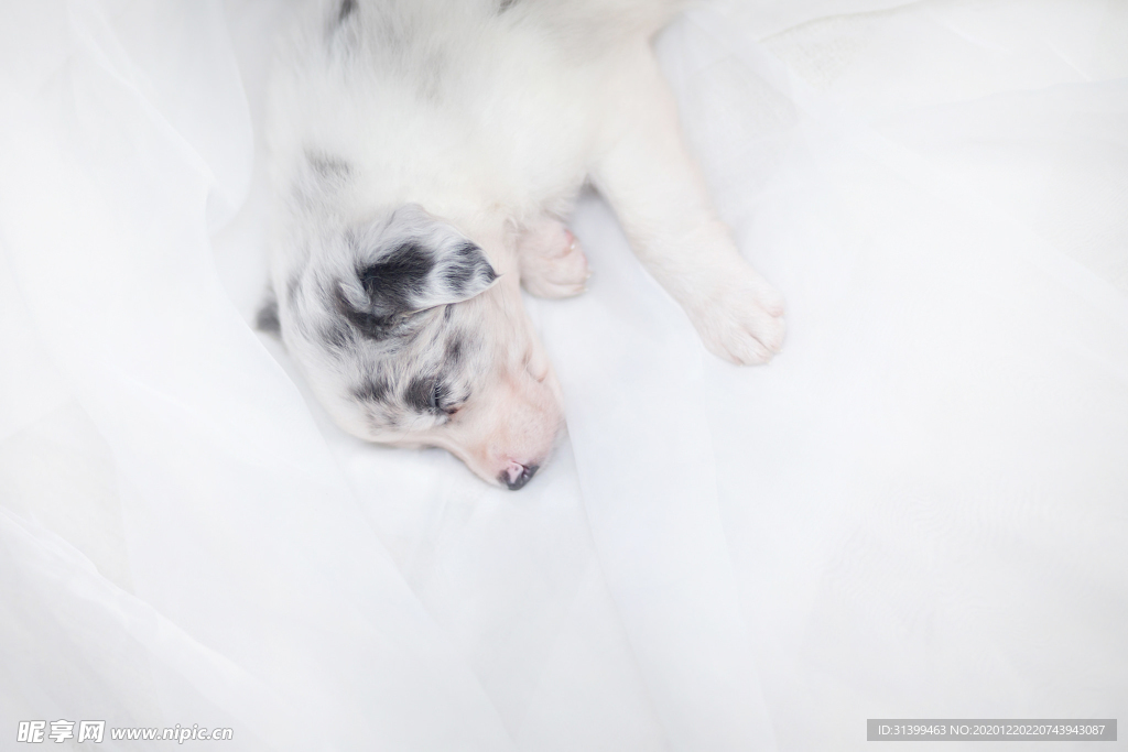 动物 宠物 狗 猫