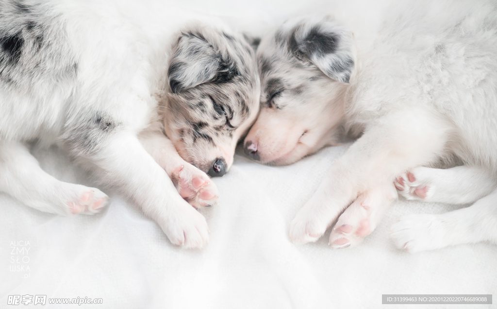 动物 宠物 狗 猫