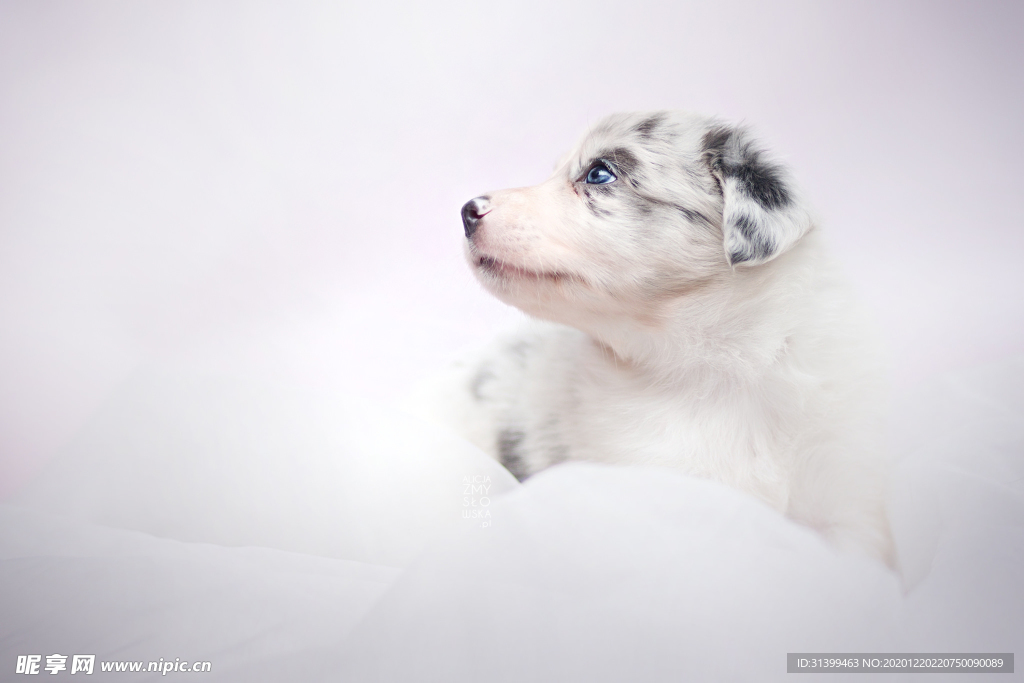 动物 宠物 狗 猫