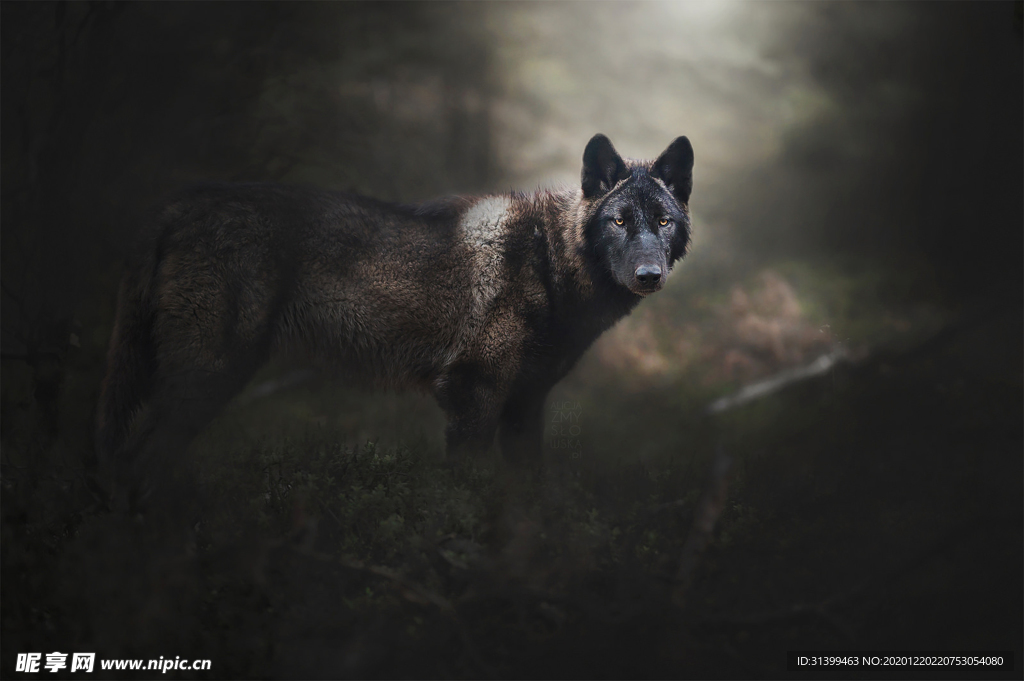 动物 宠物 狗 猫