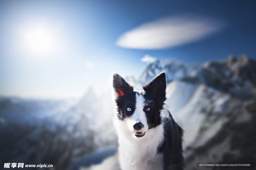 动物 宠物 狗 猫