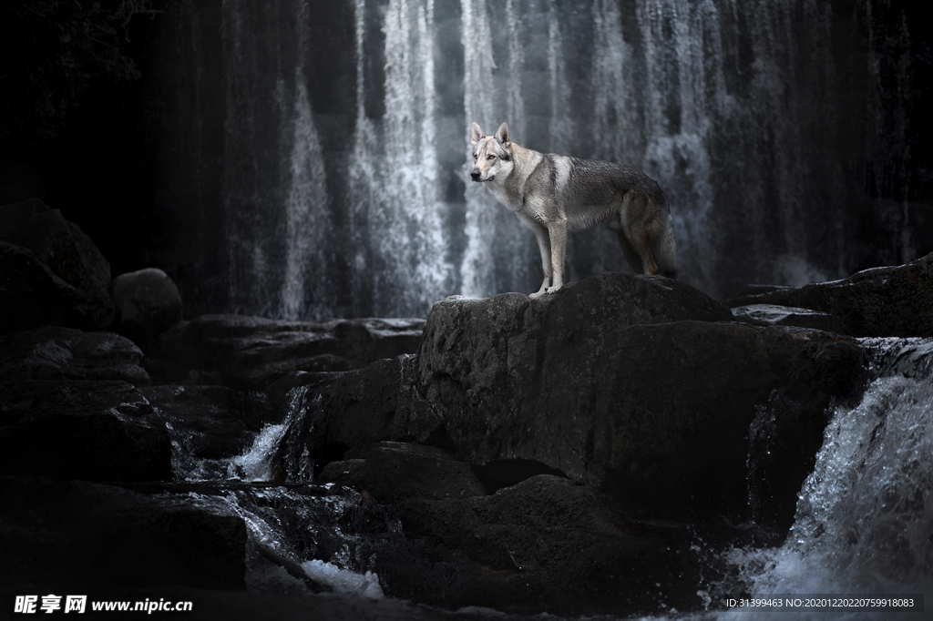 动物 宠物 狗 猫