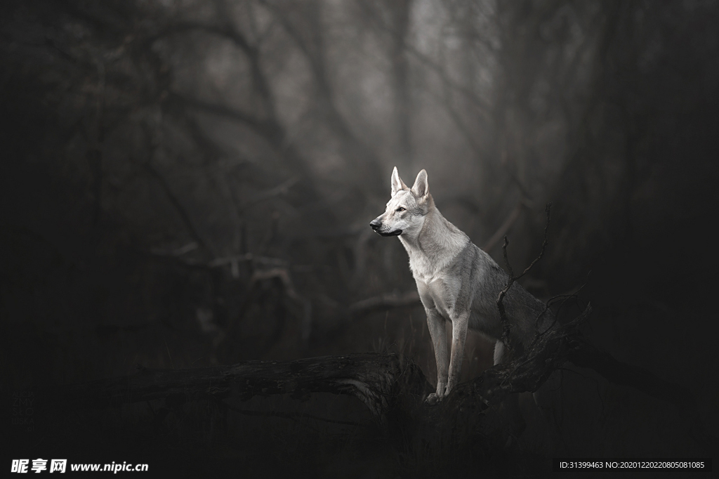 动物 宠物 狗 猫