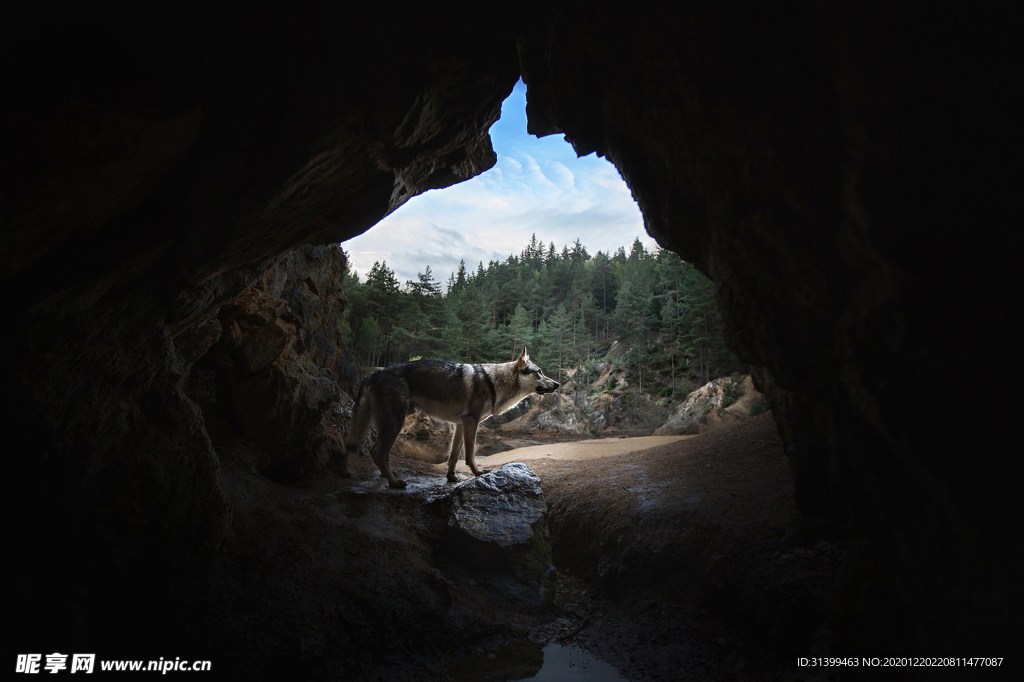动物 宠物 狗 猫