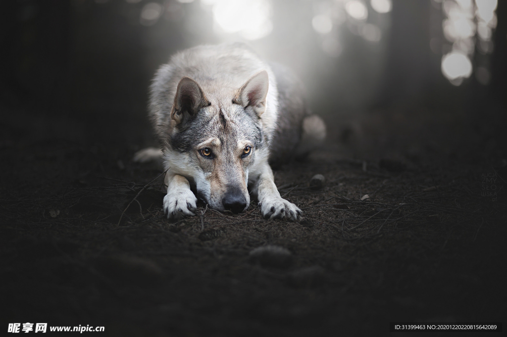 动物 宠物 狗 猫