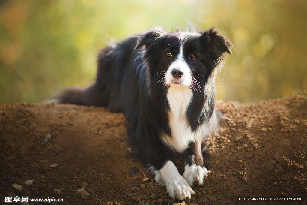 动物 宠物 狗 猫