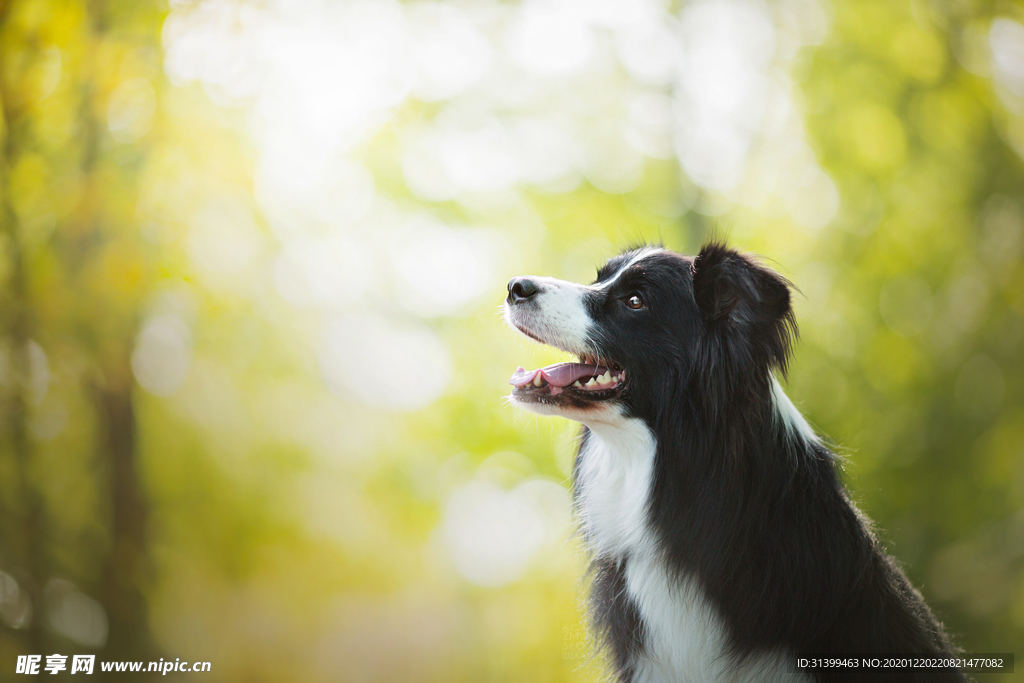 动物 宠物 狗 猫