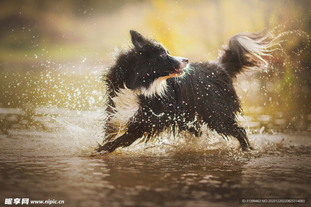 动物 宠物 狗 猫