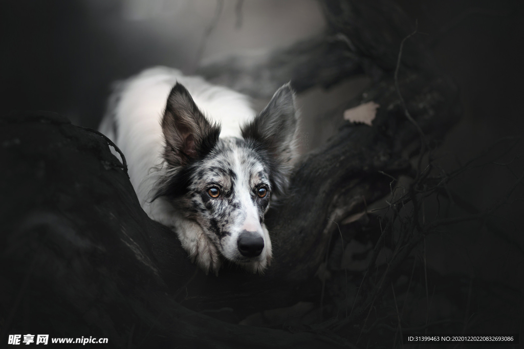 动物 宠物 狗 猫