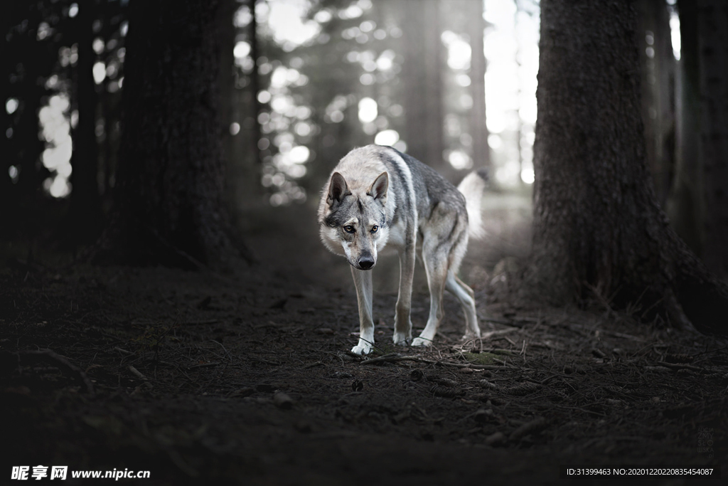 动物 宠物 狗 猫