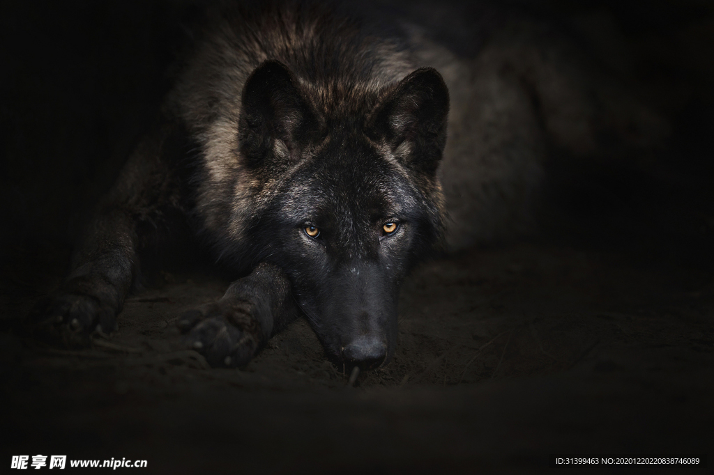 动物 宠物 狗 猫