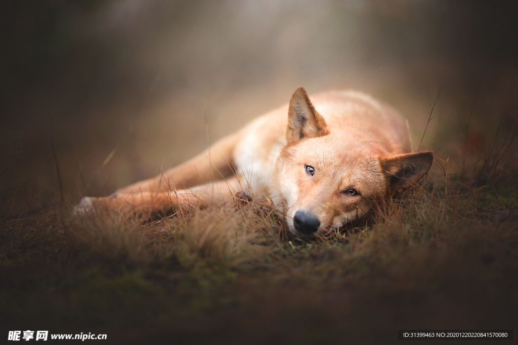 动物 宠物 狗 猫