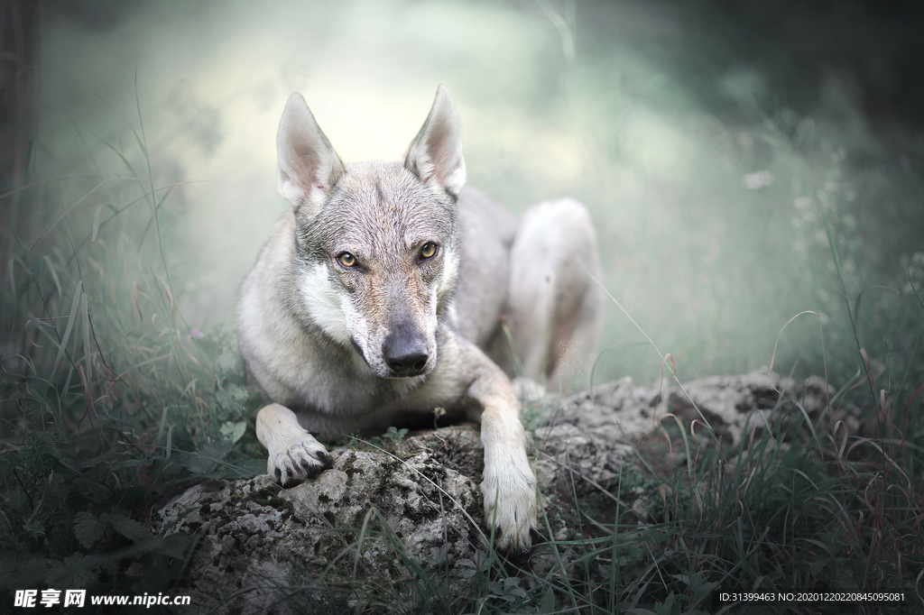 动物 宠物 狗 猫