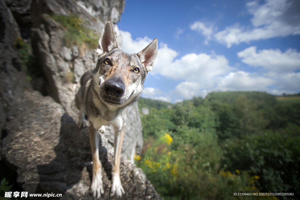 动物 宠物 狗 猫
