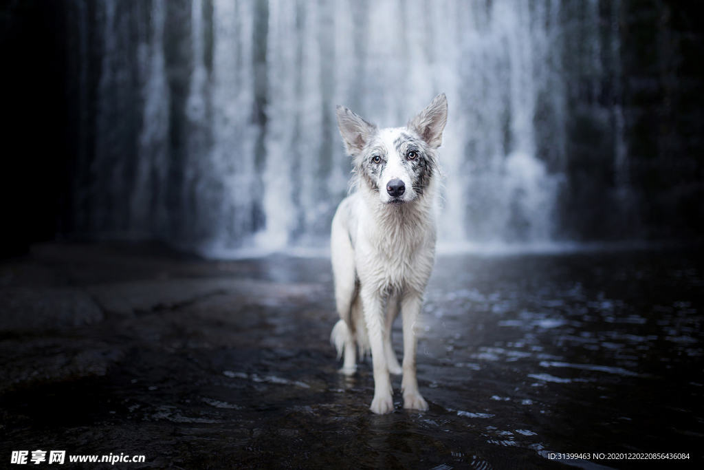 动物 宠物 狗 猫