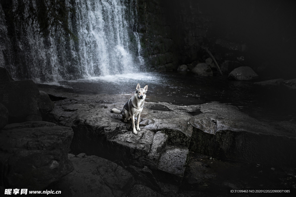 动物 宠物 狗 猫