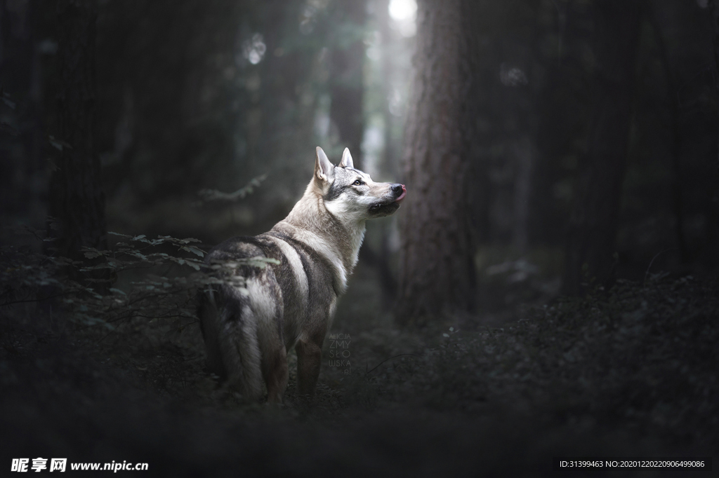 动物 宠物 狗 猫