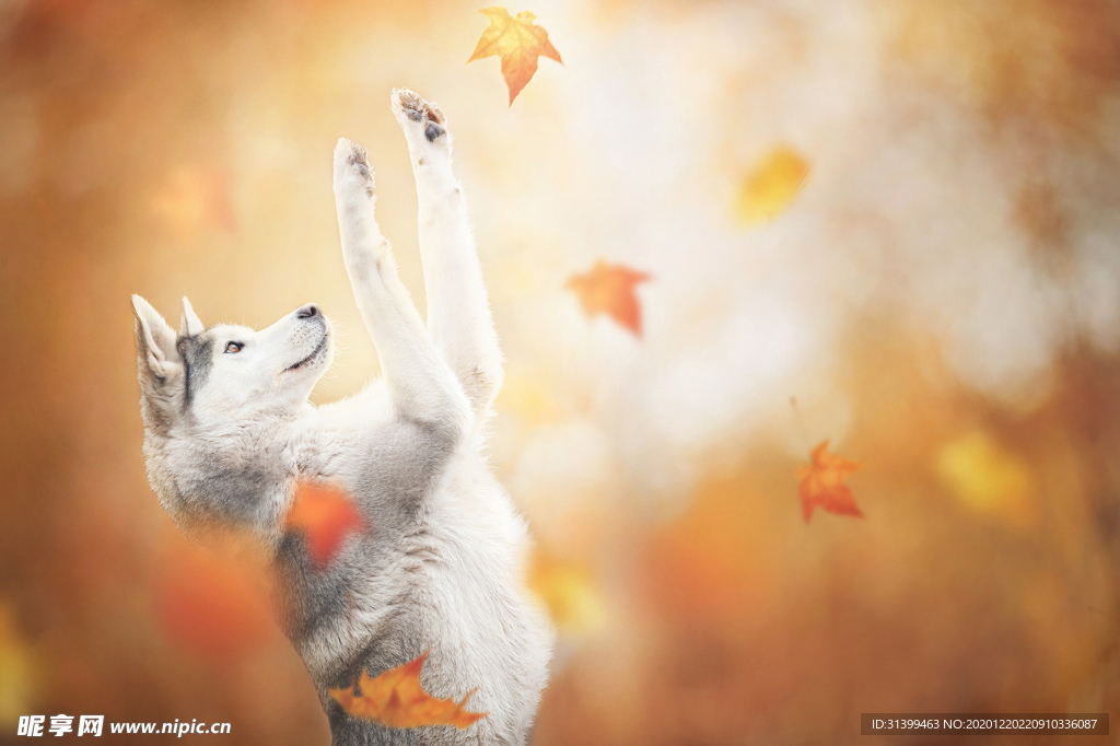 动物 宠物 狗 猫