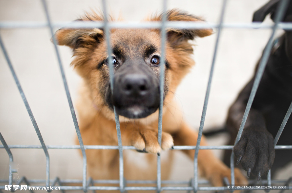 动物 宠物 狗 猫