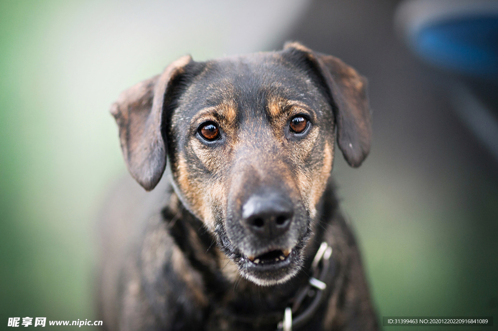 动物 宠物 狗 猫