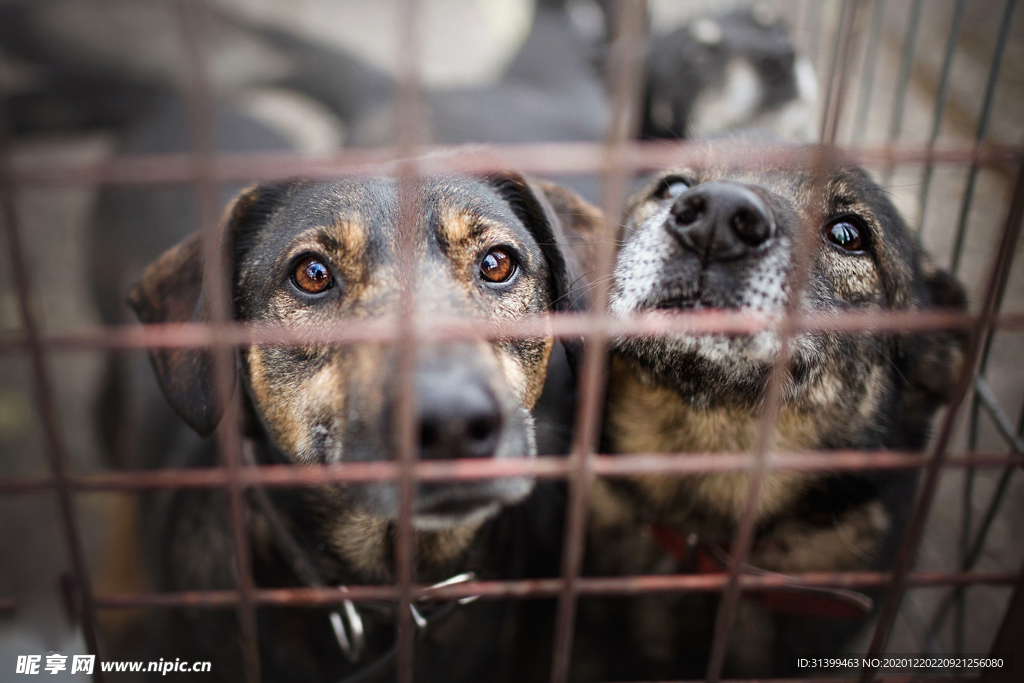 动物 宠物 狗 猫