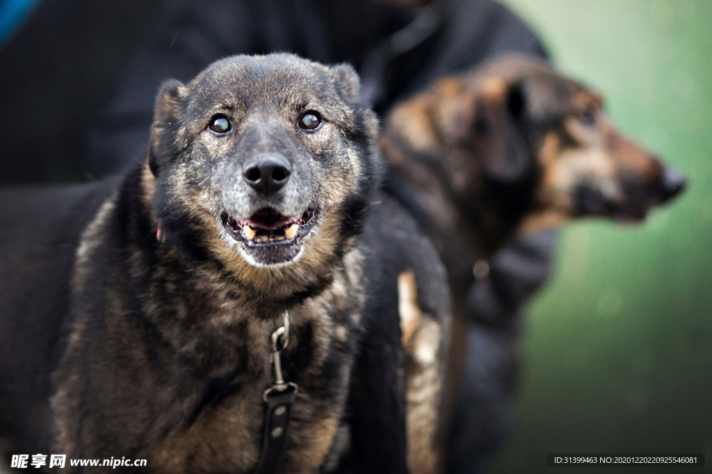 动物 宠物 狗 猫