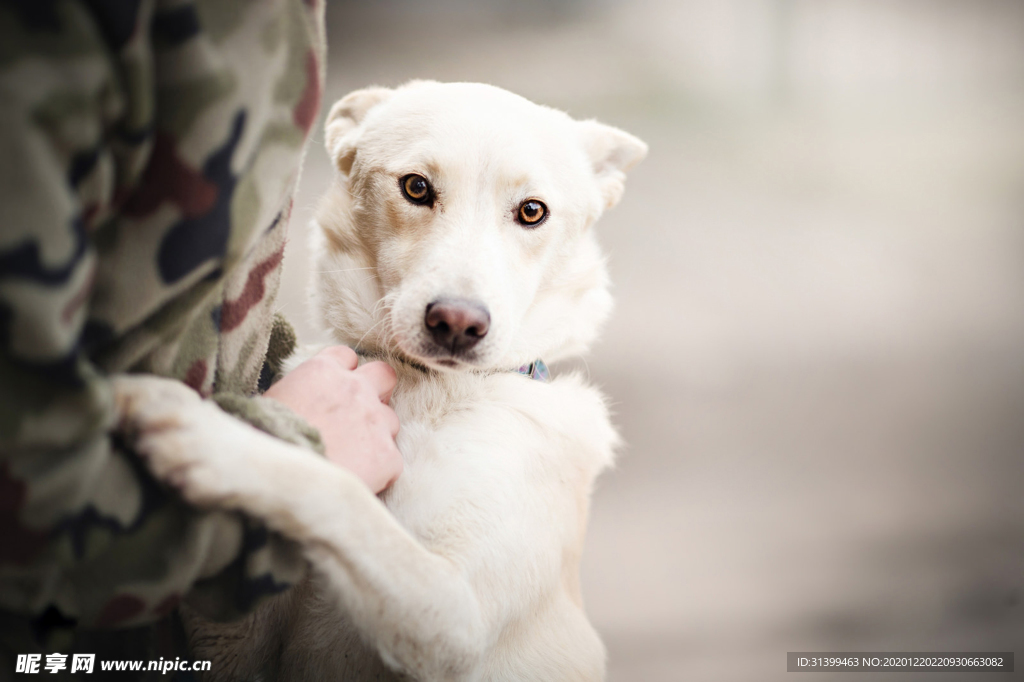 动物 宠物 狗 猫