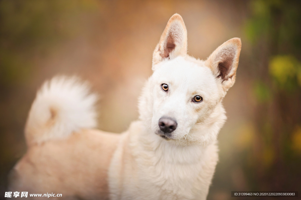 动物 宠物 狗 猫