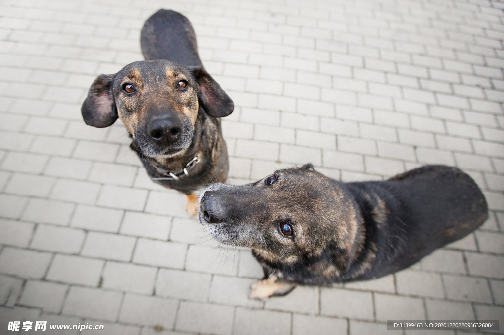 动物 宠物 狗 猫