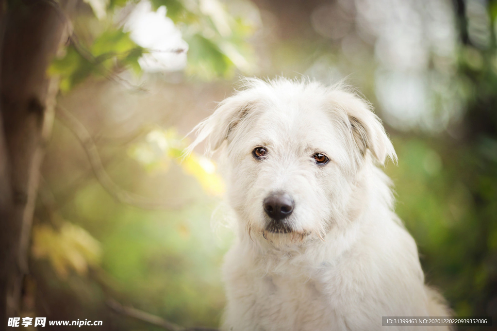 动物 宠物 狗 猫
