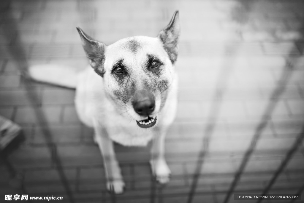 动物 宠物 狗 猫